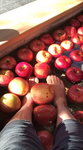 apple_002.jpg